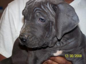 CANECORSO